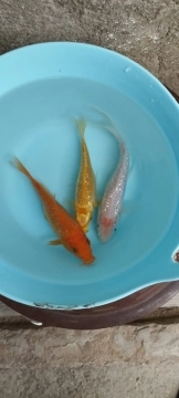 Karp koi