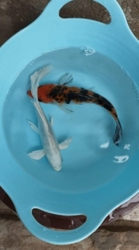 Karp koi