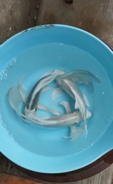 Karp koi